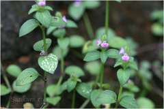 Justicia procumbens